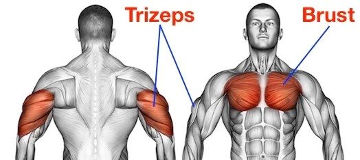 Brust Bizeps Oder Brust Trizeps