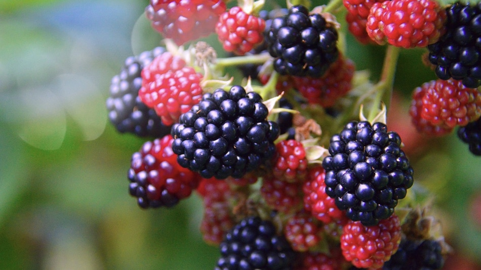 Choosing The Best Fruits Nuts Berries To Plant On Your Homestead Down To Earth Homesteaders