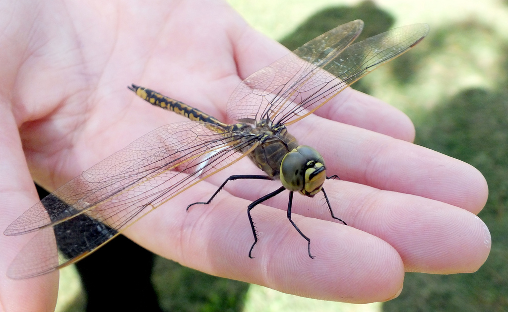 Bug Off Us Military Planning Winged Insect Like Microdrone