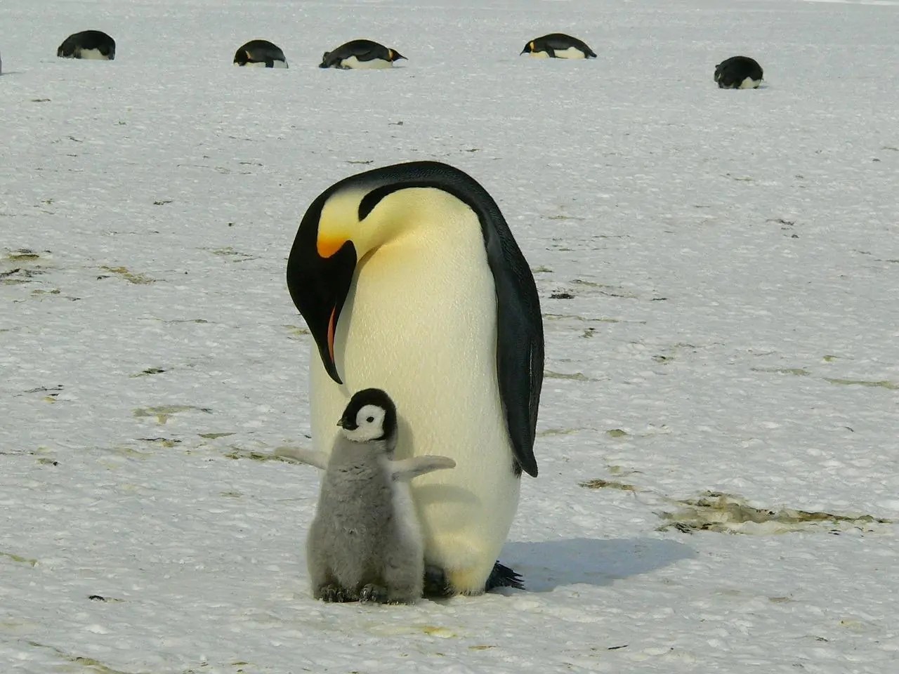 Amazing Animals
