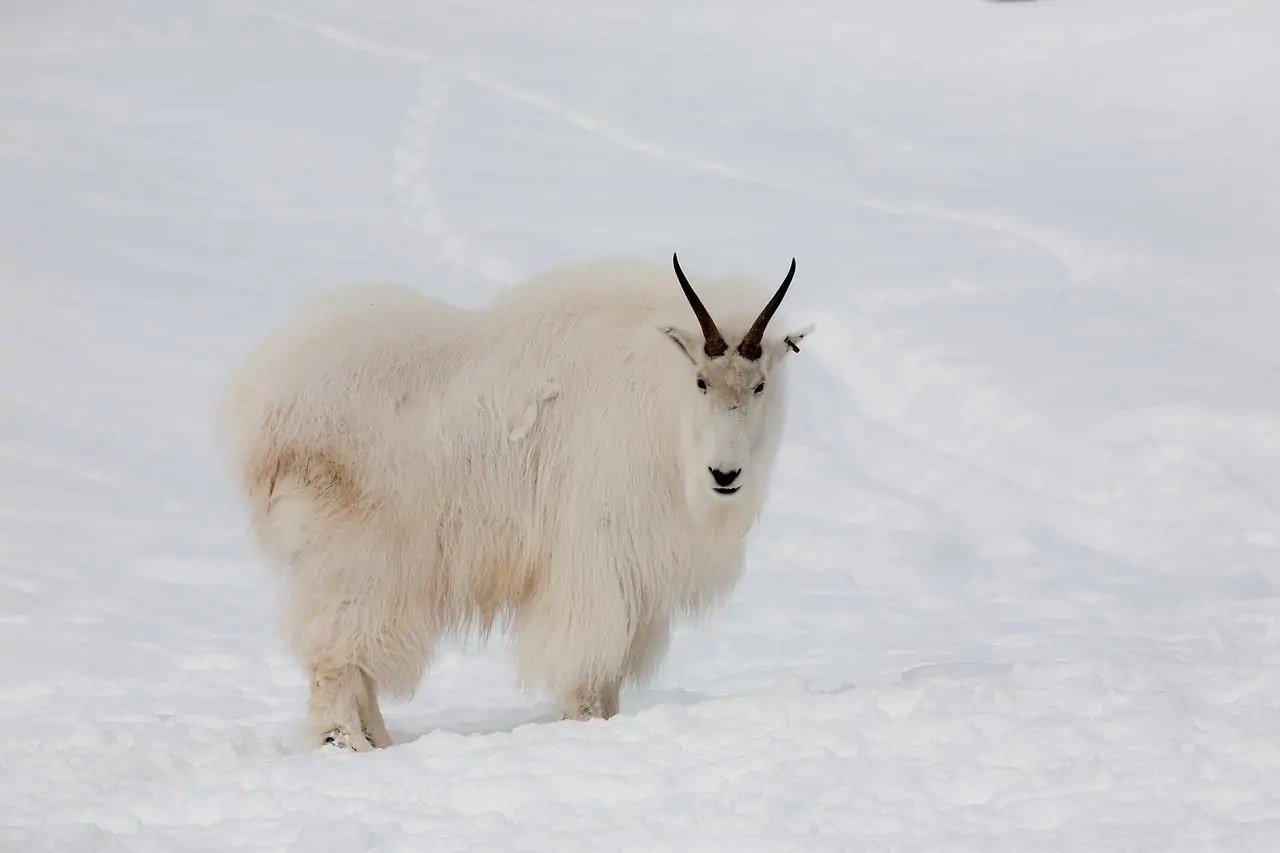 Amazing Animals