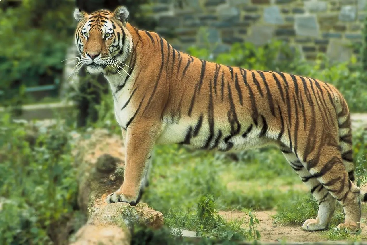 Indian Animals