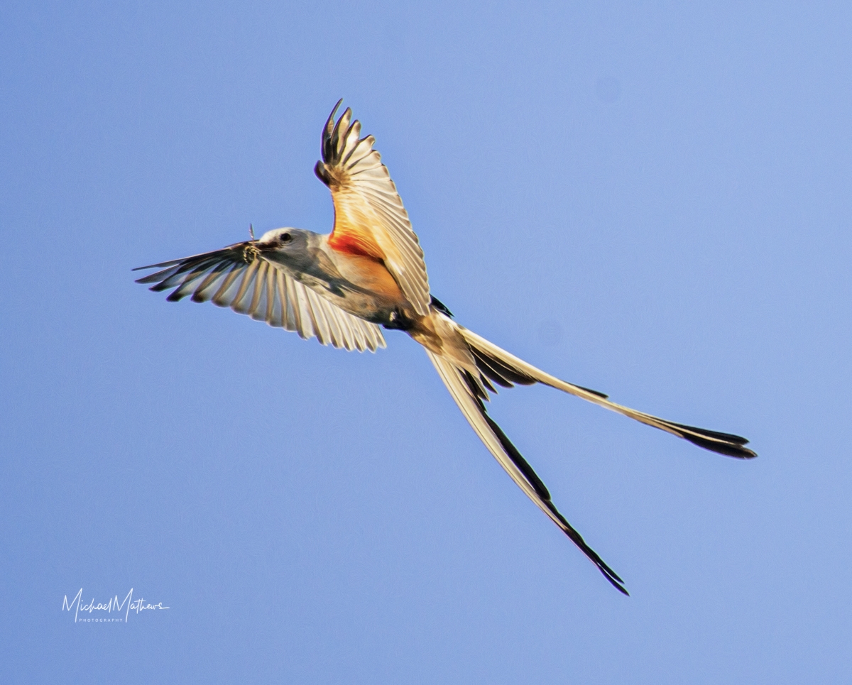 ID Guide To Birds 16 Scissor tailedFlycatcher061618 5