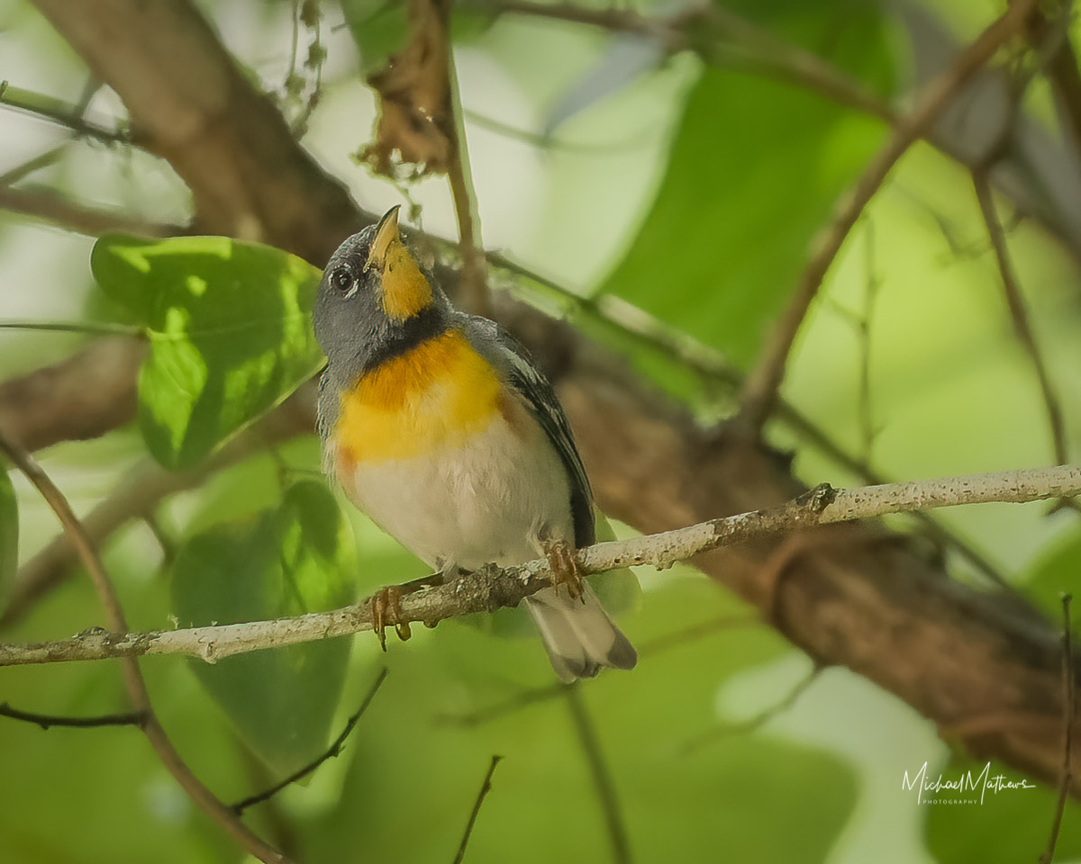 Finding More Than Just a Pretty Bird in the Woods 20 NorthernParula070121 1