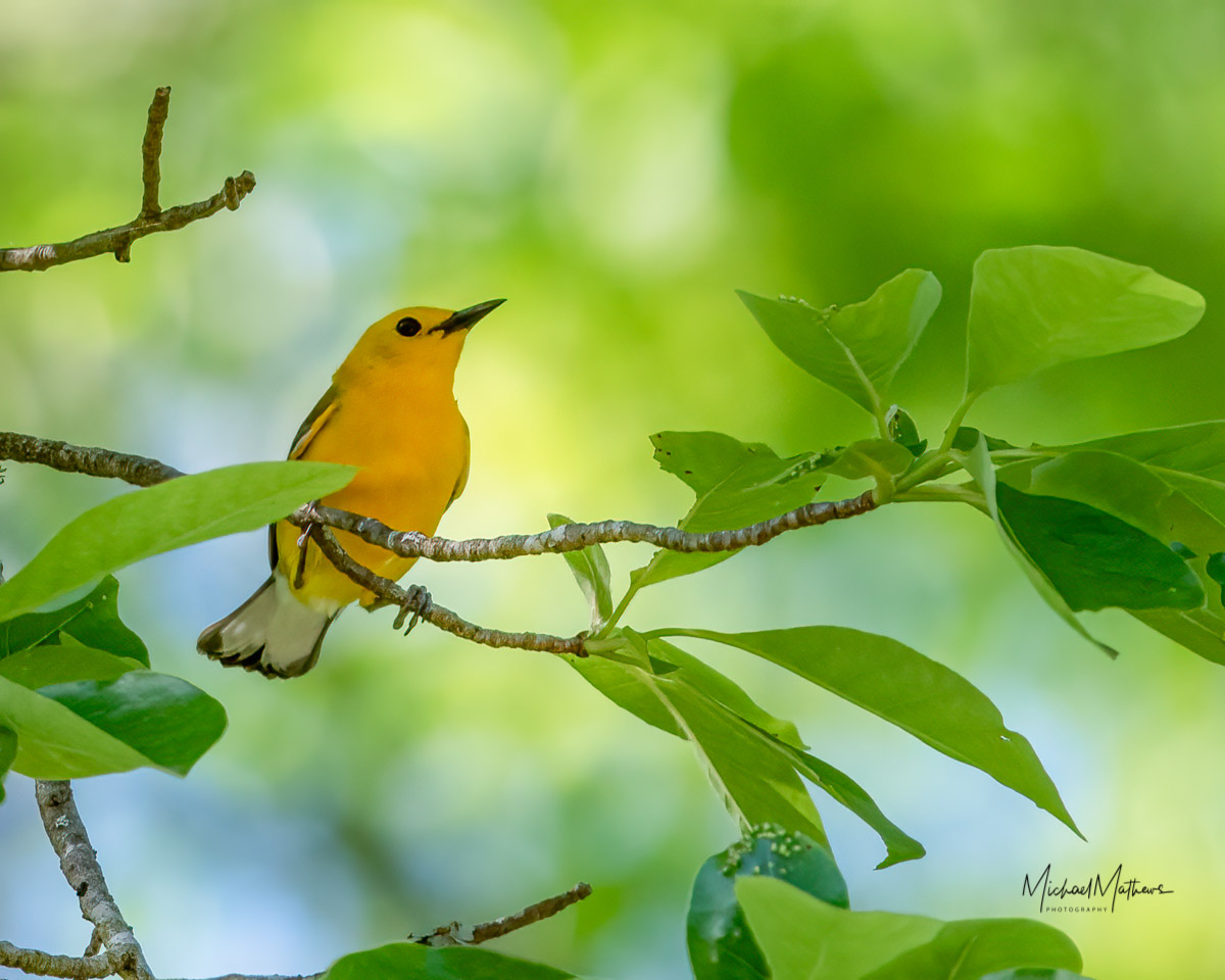 Back to Work on This site - HELP! 19 ProthonotaryWarbler050521 1