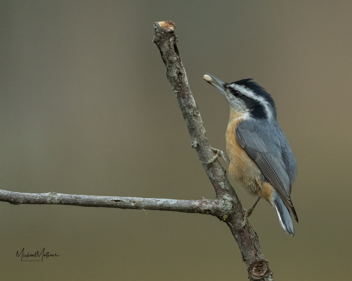 Big Changes on the Website 17 Red breastedNuthatch111821 1 1