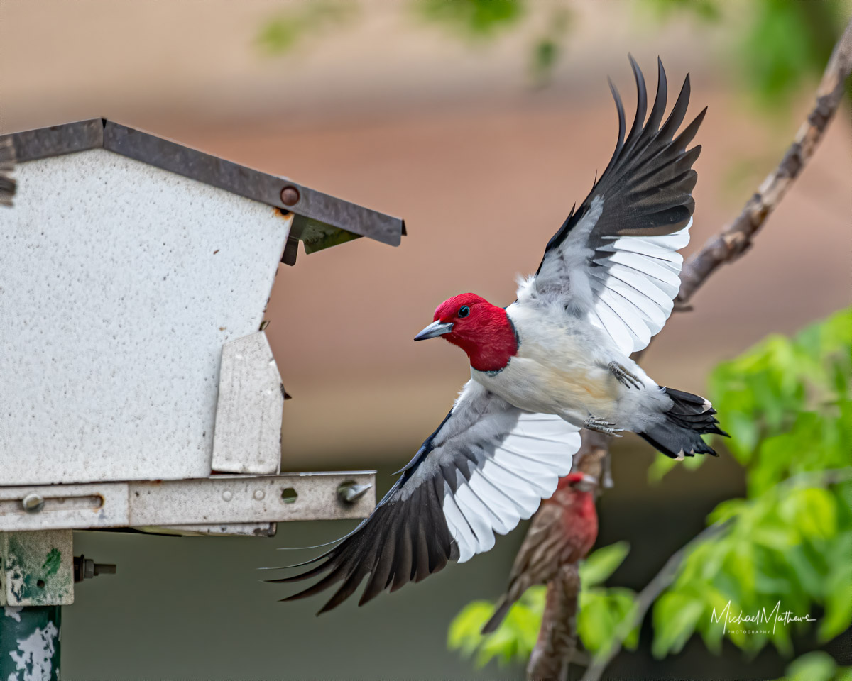 What Kind of Birdseed Should I Use to Attract More Birds 15 East Texas Birding & Identification of East Texas Birds