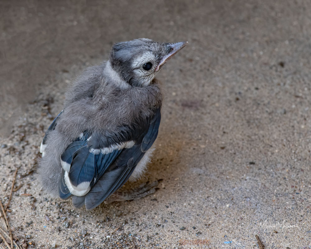 I Found a Baby Bird! What Should I Do? 13 Found a baby bird