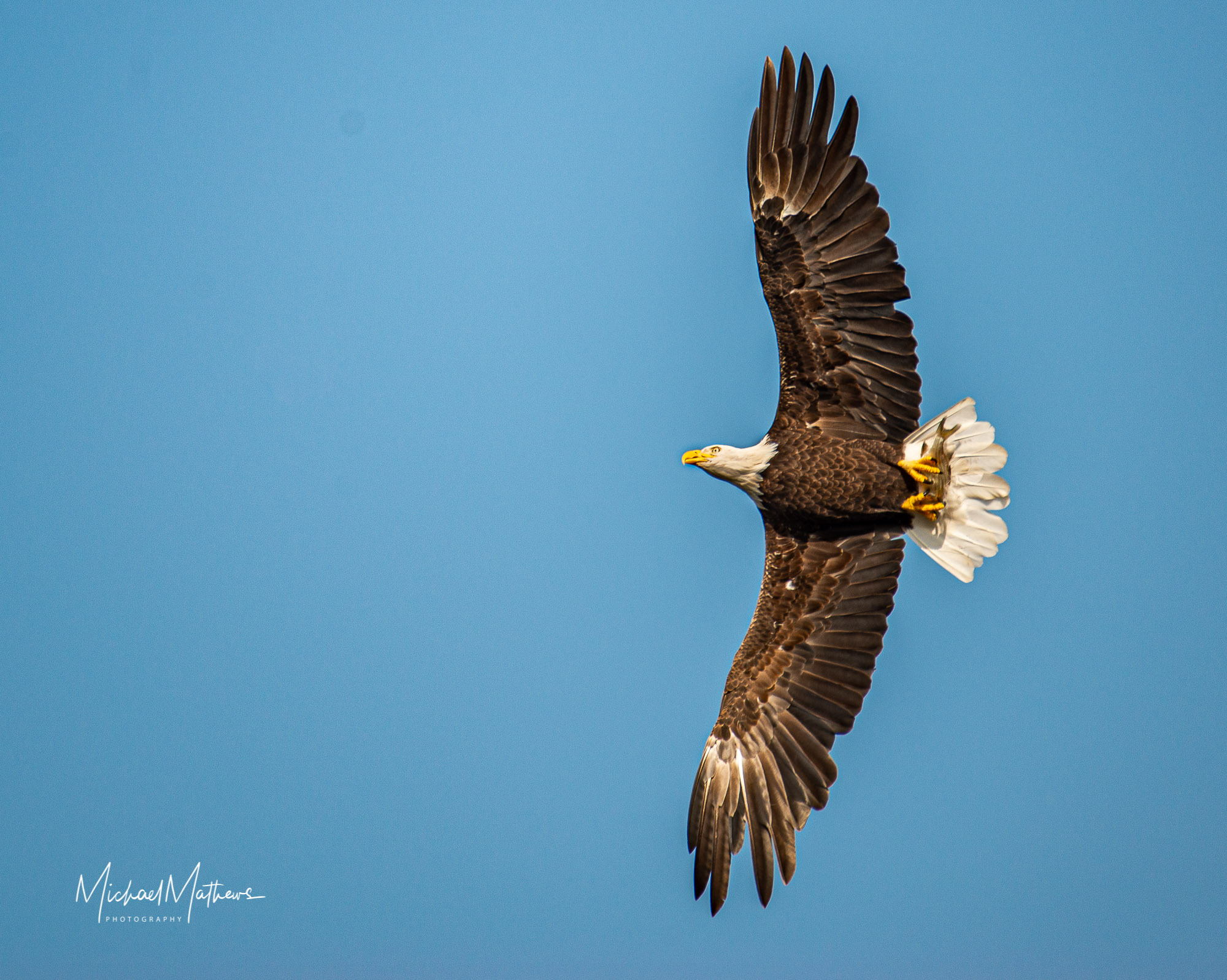 A Bald Eagle Sighting Warrants an Elbow in the Ribs 14 BaldEaglelight052619 3 of 1