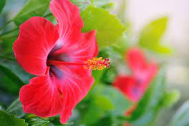 Is hibiscus harmful to humans?