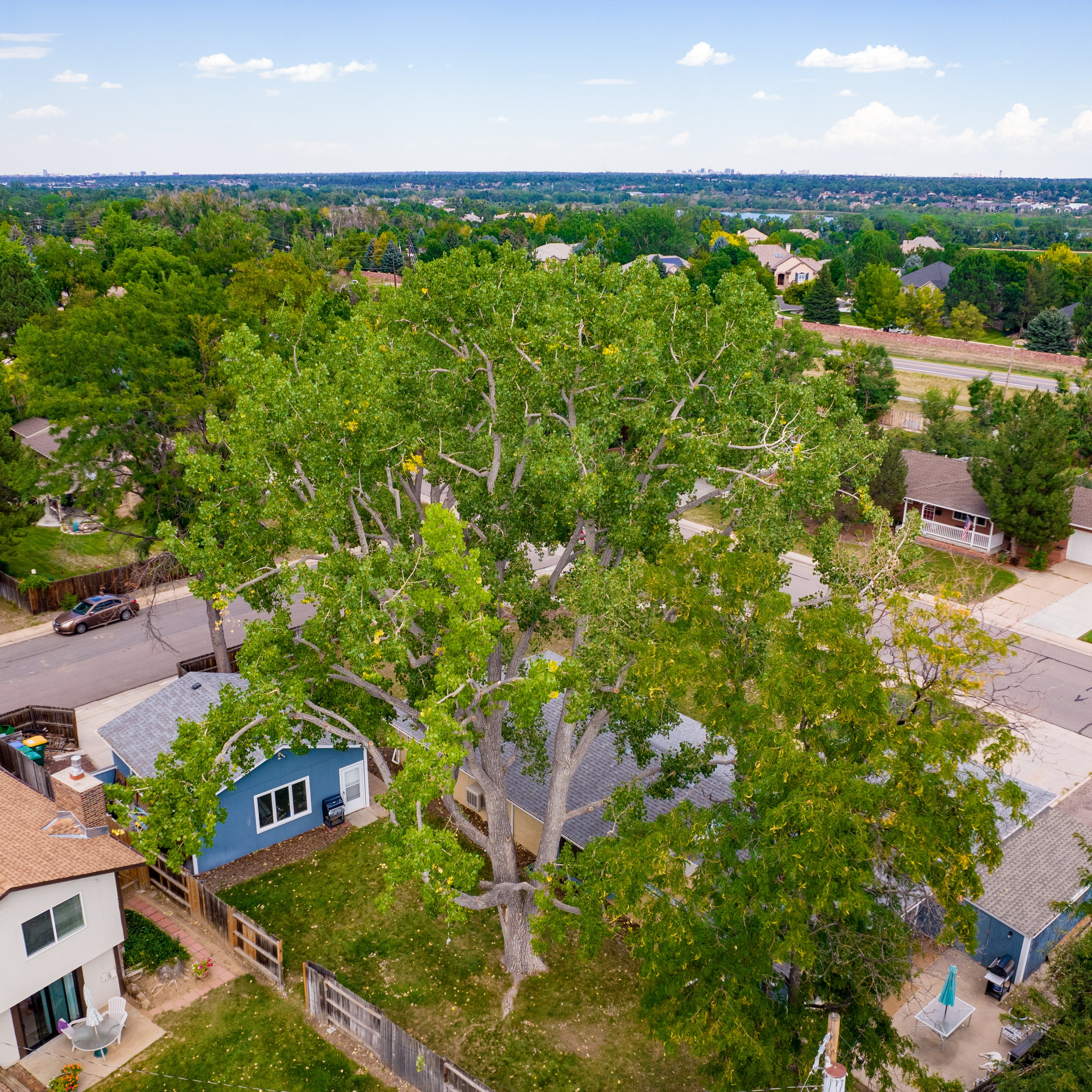 Tree Trimming And Removals Eden Tree Care