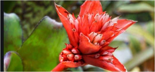 Liste De 300 Noms De Fleurs De A A Z Avec Images Et Conseils