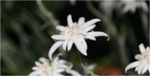 Liste De 300 Noms De Fleurs De A A Z Avec Images Et Conseils