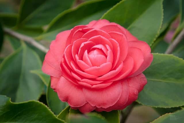 Liste De 300 Noms De Fleurs De A A Z Avec Images Et Conseils