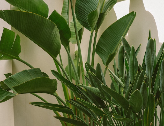 Strelitzia Una Planta Exotica De Cuidados Faciles En Abril Hojas Mil