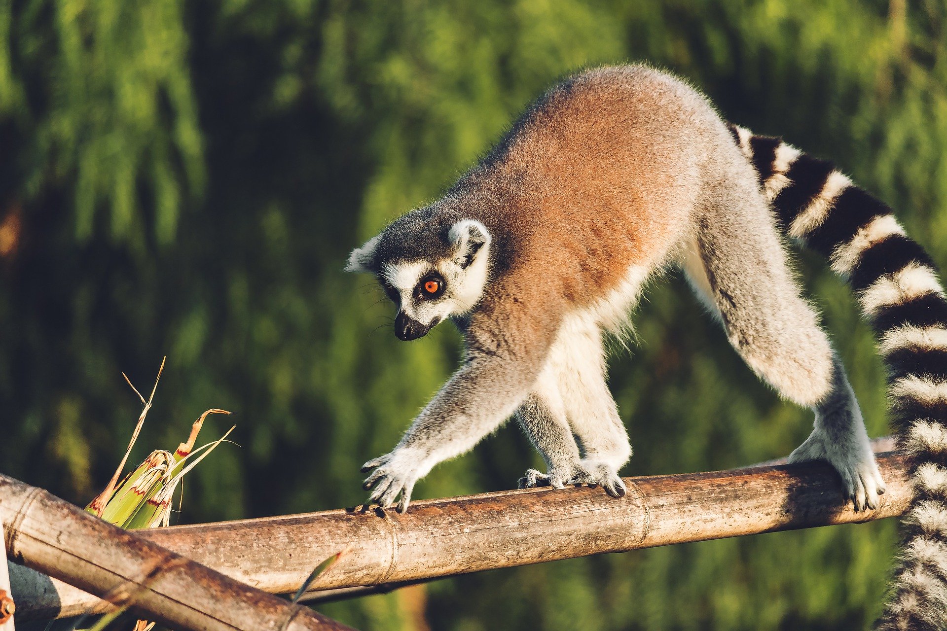 Lemur in Madagascar