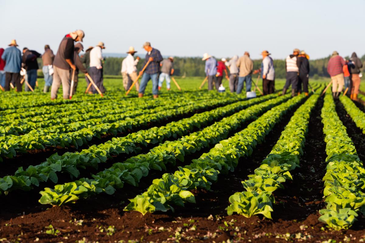 trabajadores agrícolas de campos en Carolina del Norte que pueden recibir ayuda financiera por trabajar durante pandemia