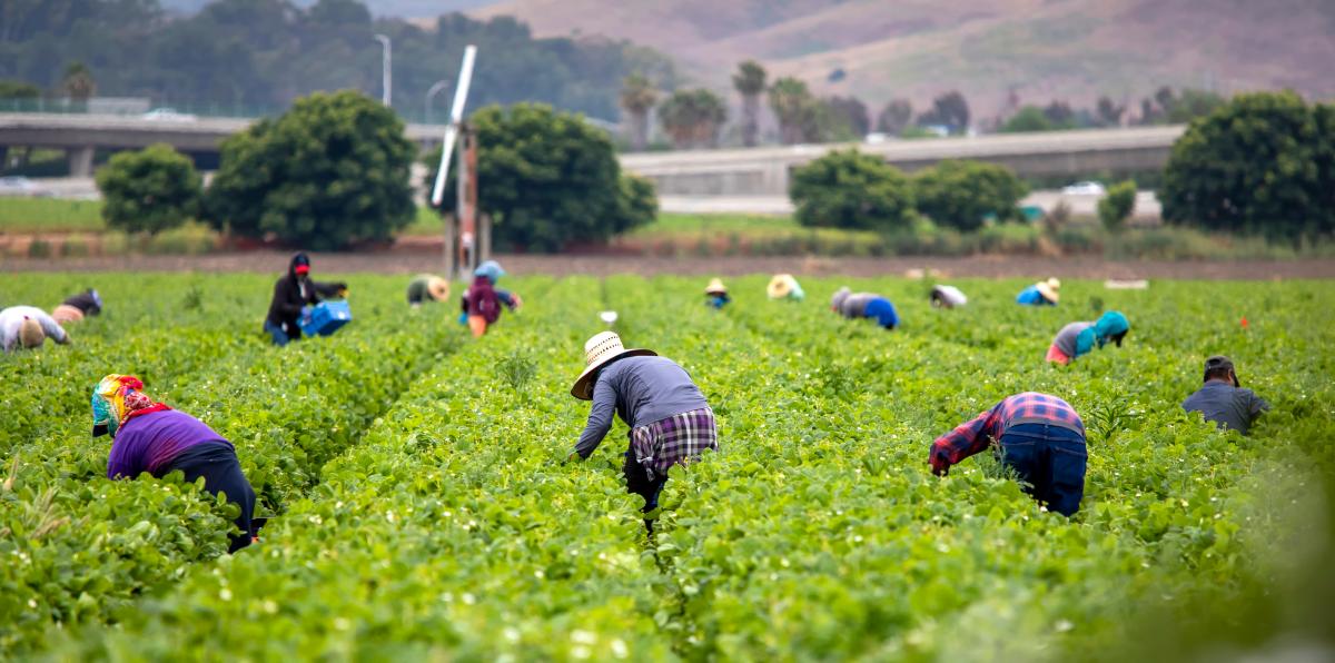 ¿Cómo obtener un seguro de salud para trabajadores H-2A?