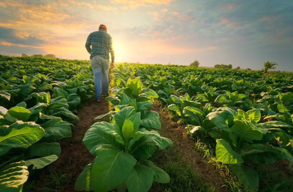 trabajador agrícola de Carolina del Norte