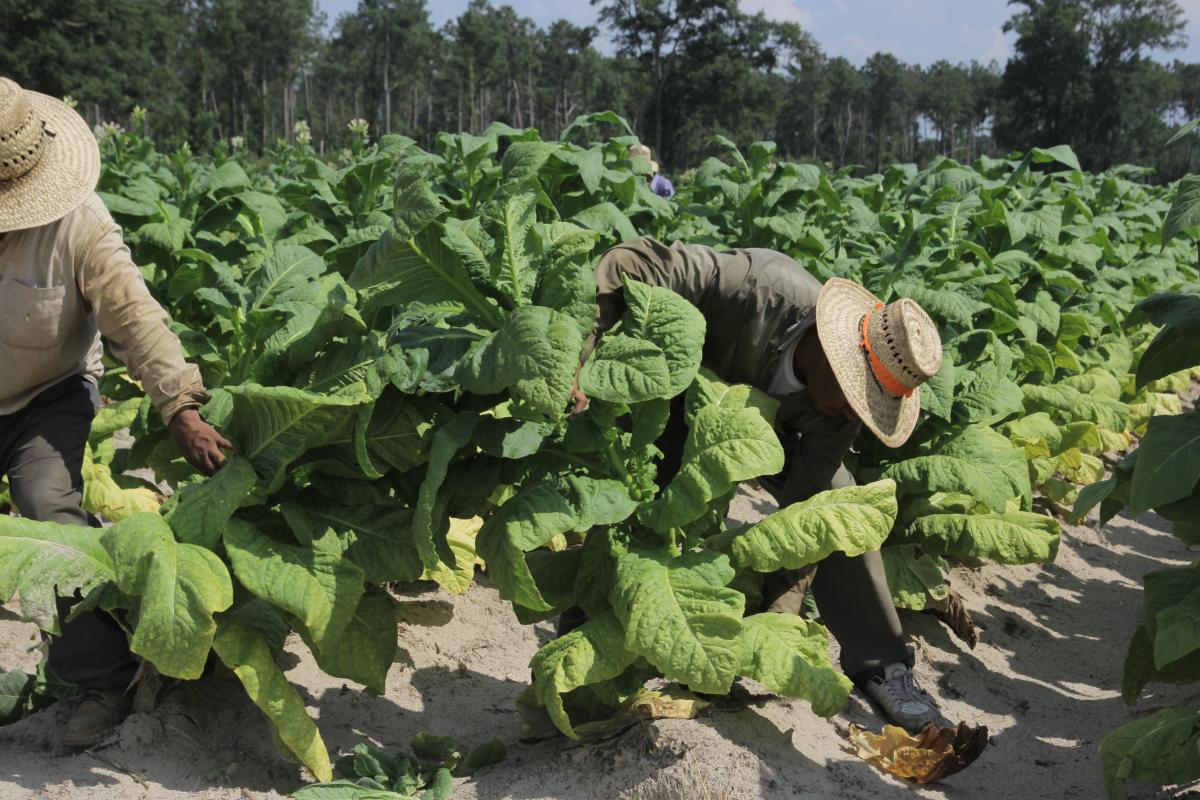 ¿Cómo prevenir el dolor de espalda en el trabajo agrícola?