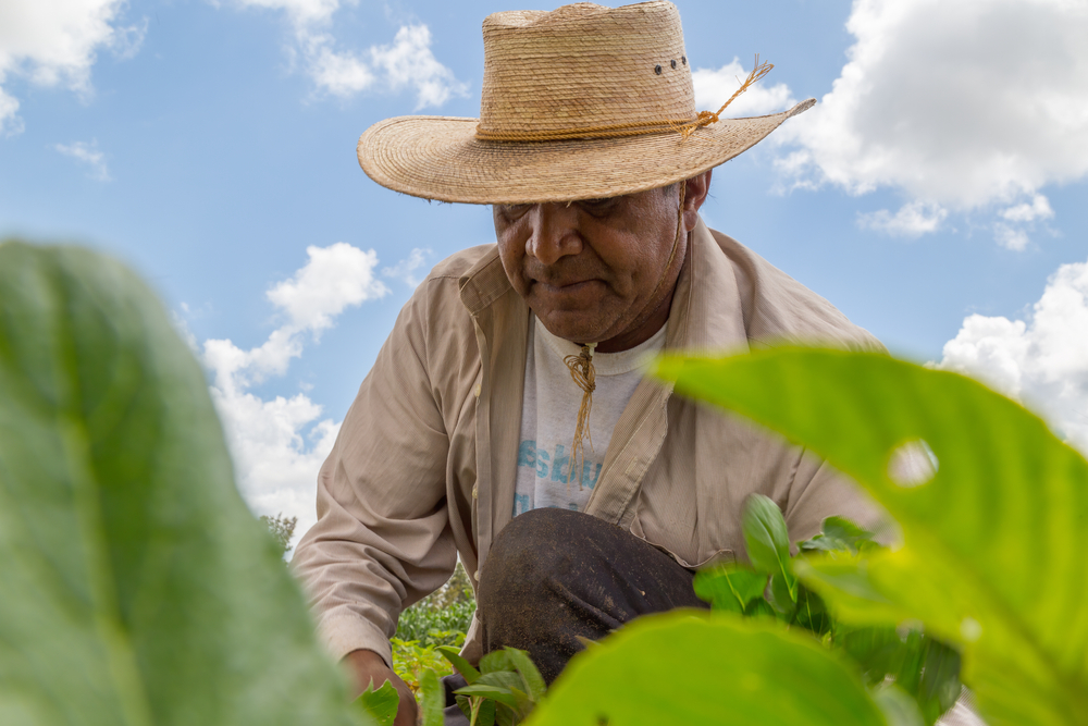 ¿Cuánto dinero deben reembolsar los rancheros a los trabajadores H-2A en 2024?