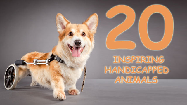 inspiring handicapped animals