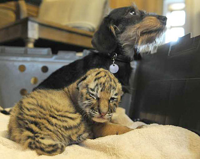 Dachsund adopts tiger