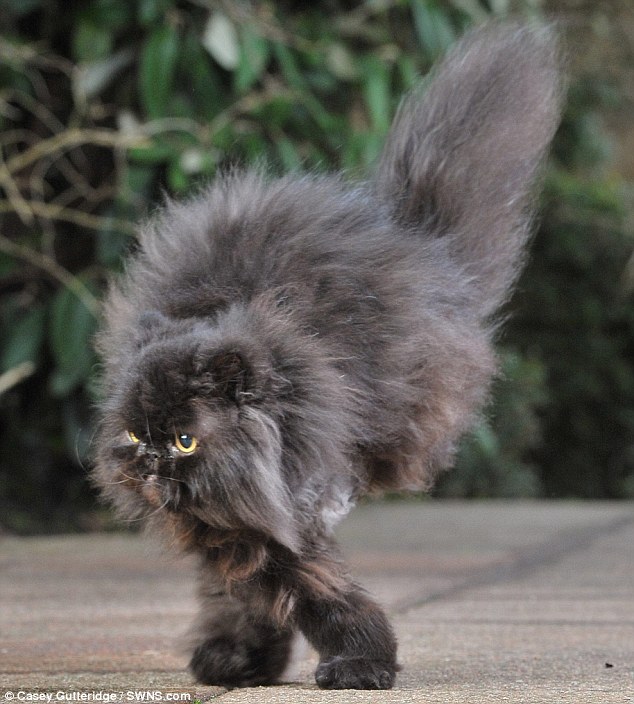cat with two legs