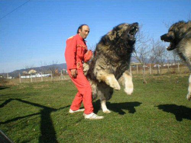 bear killing dog