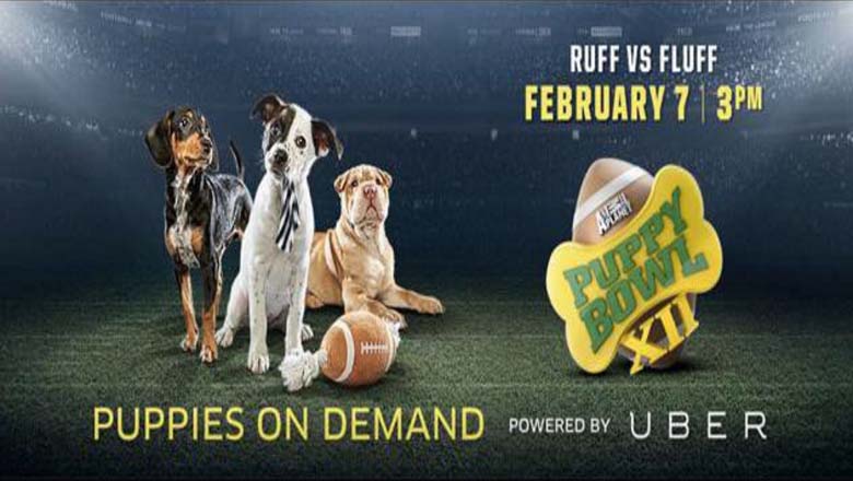 puppy bowl live stream, puppy bowl live stream online, animal planet puppy bowl live stream