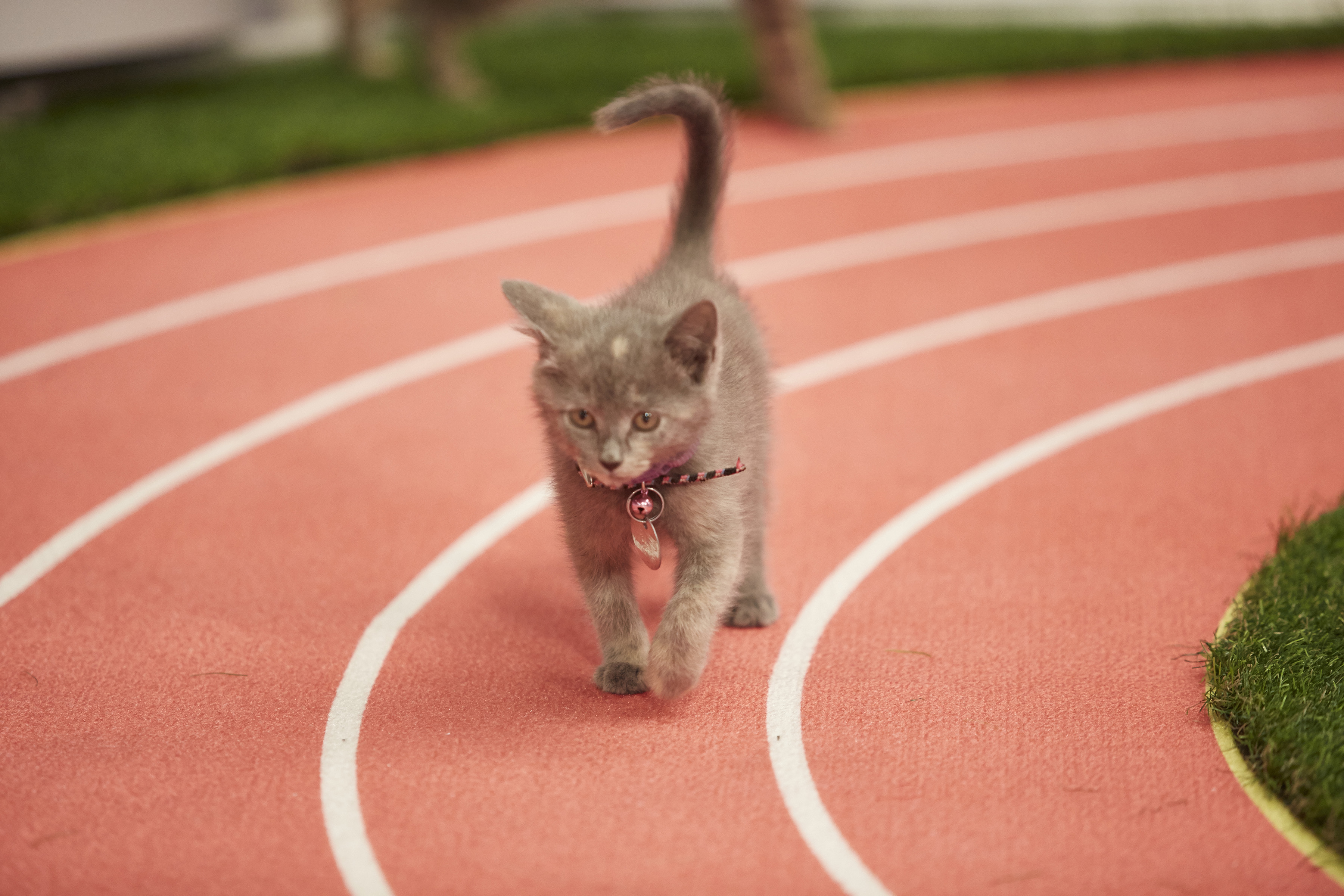 "Kitten Summer Games" is hosted by Beth Stern with announcers Mary Carillo and David Frei and features the nation's most athletic and adoptable kittens competing in a series of sporting events. Cat-letes will compete in competitions including kitten gymnastics with balance beam, uneven bars, rings and floor exercises, de-CAT-hlon with track and field, pole vault and high jump, as well as volleyball, tennis and wrestling. Who will bring home a gold, silver or bronze medal?  Photo:  Credit: Copyright 2016 Crown Media United States LLC/Photographer: Marc Lemoine