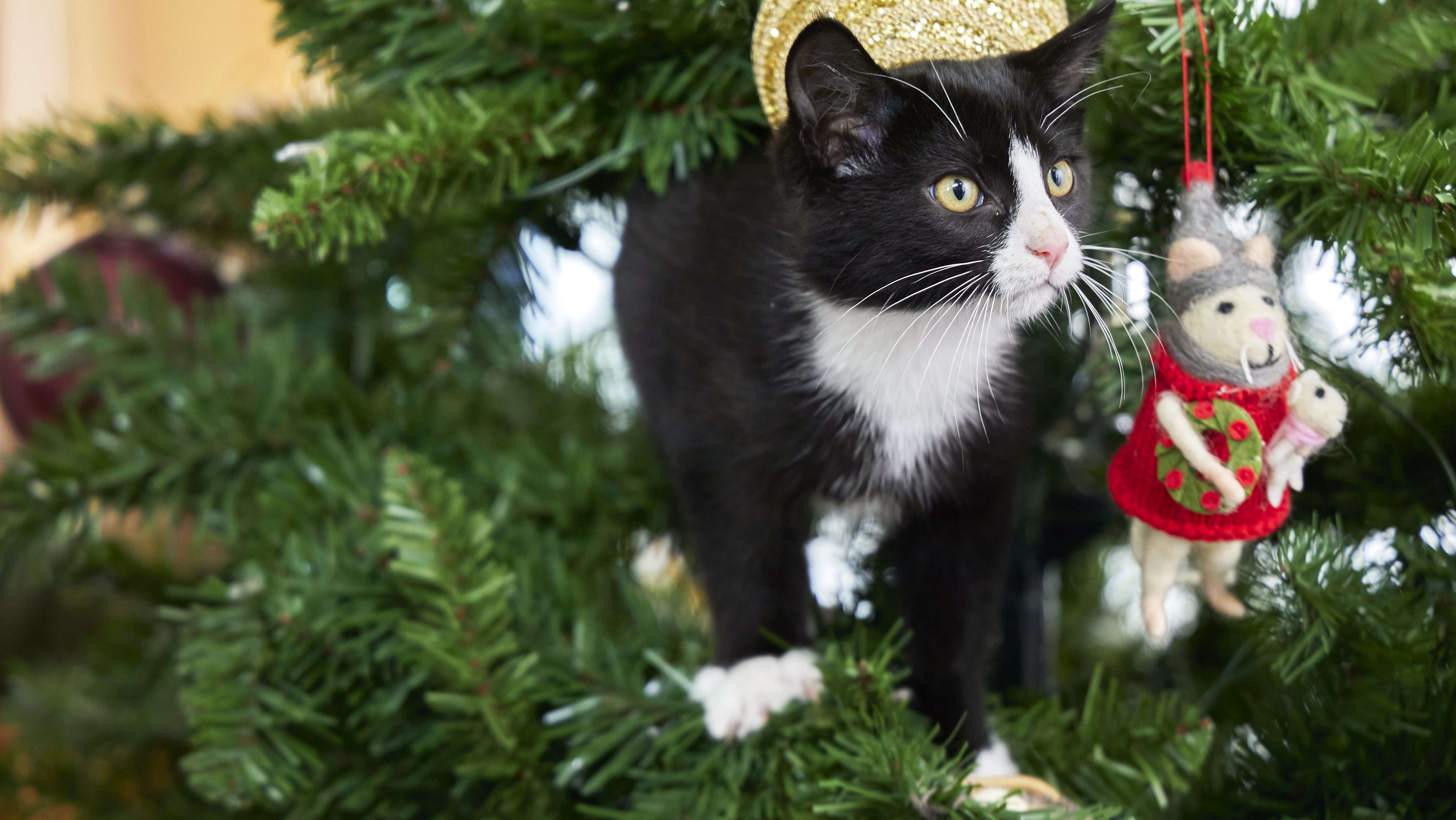 The Nine Kittens of Christmas