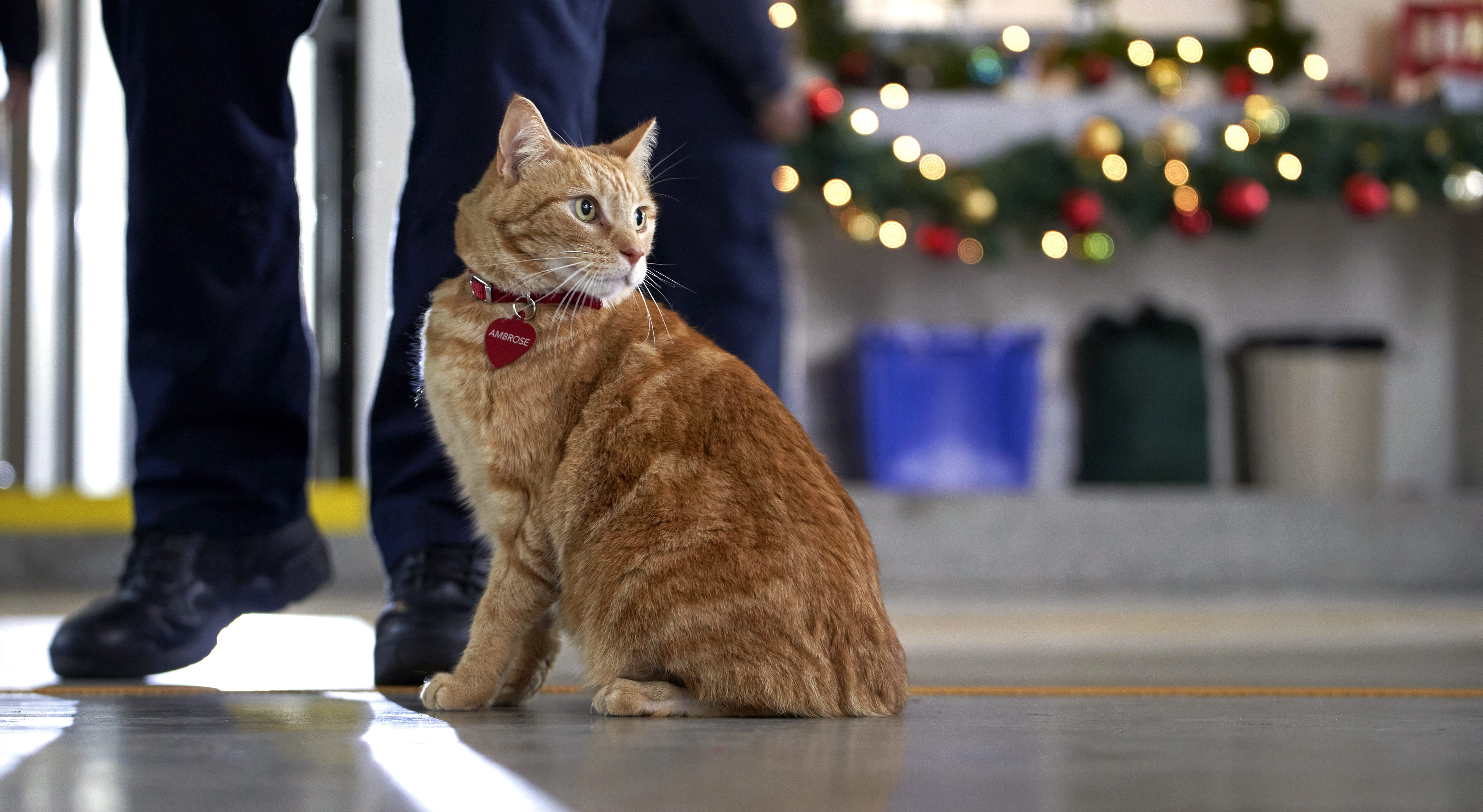 The Nine Kittens of Christmas