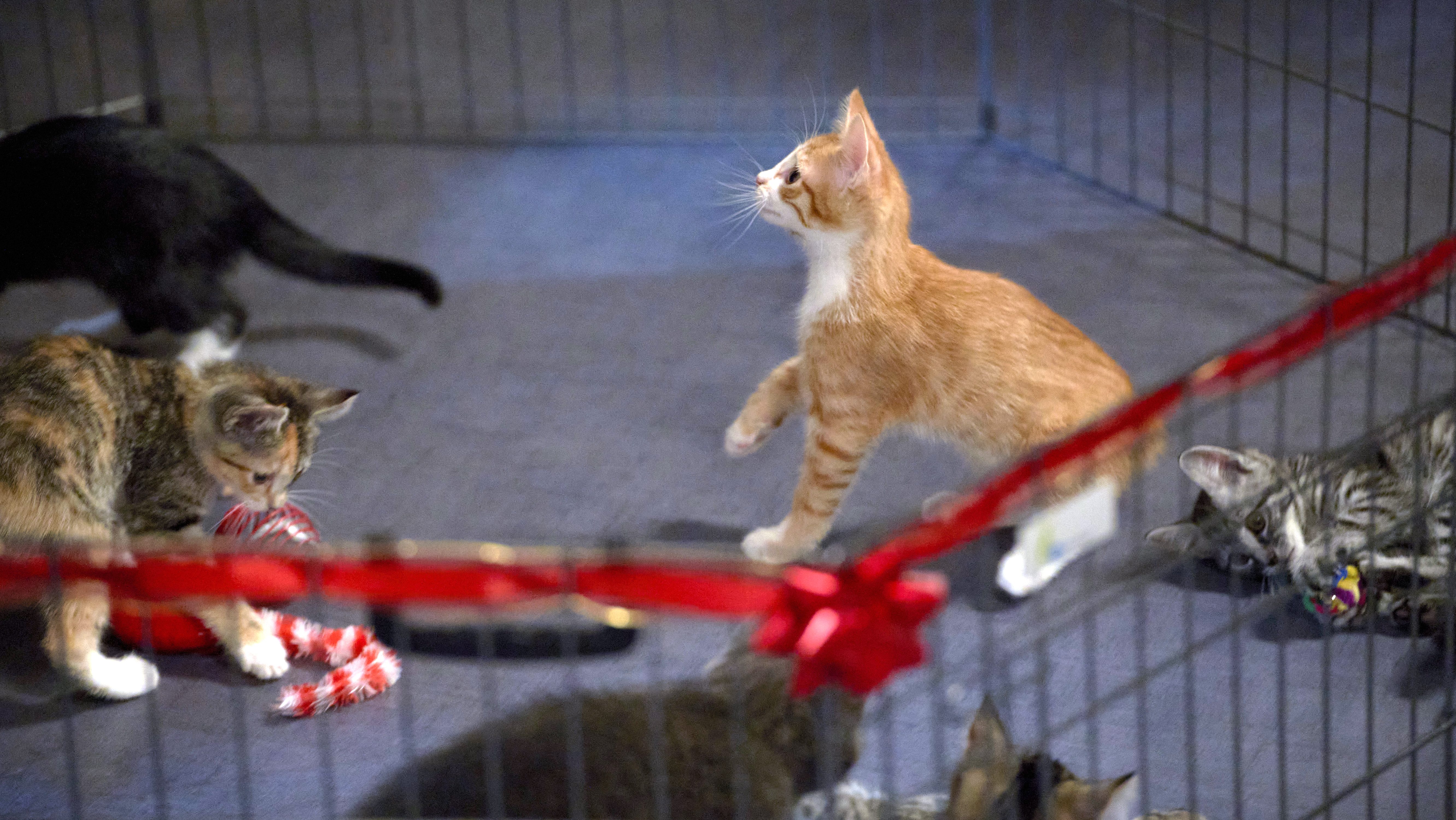 The Nine Kittens of Christmas