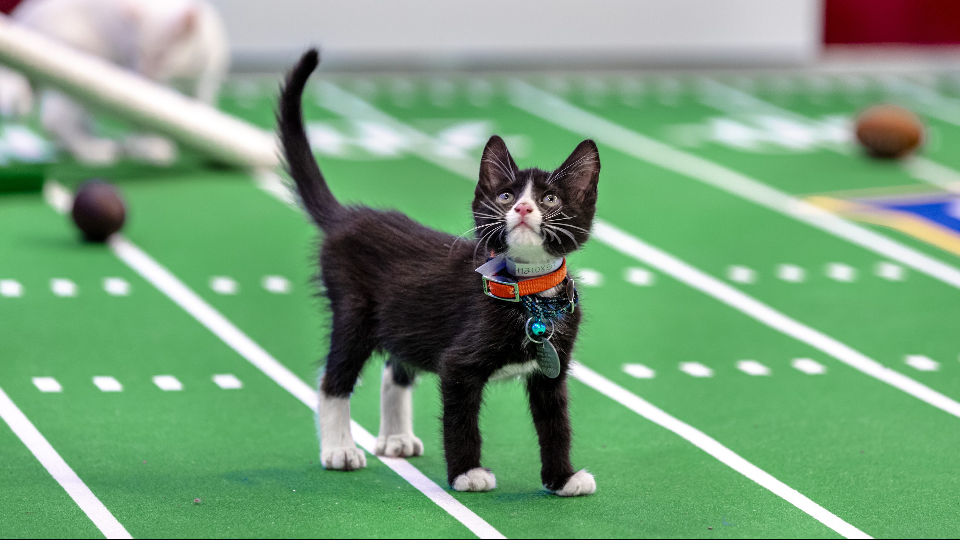 Hallmark's Kitten Bowl