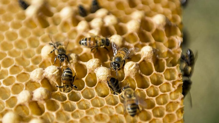 Bees