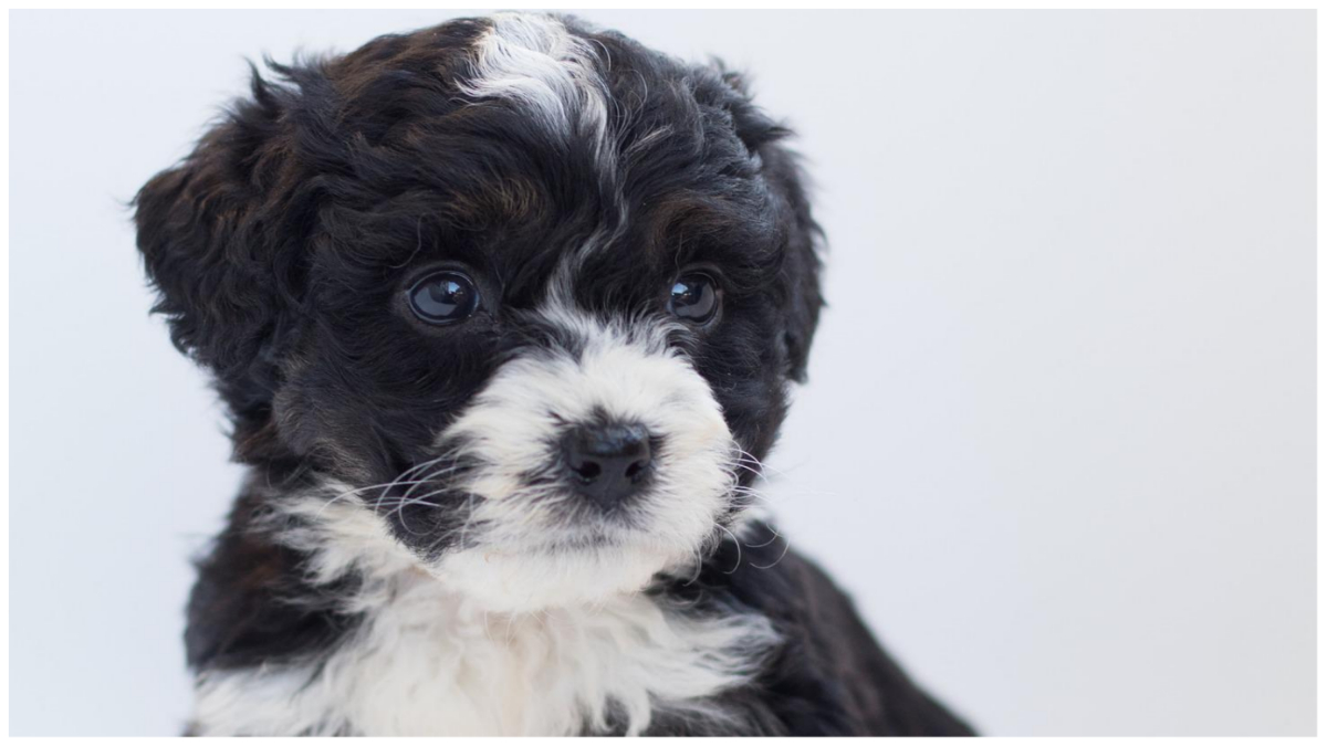 A Bernedoodle puppy