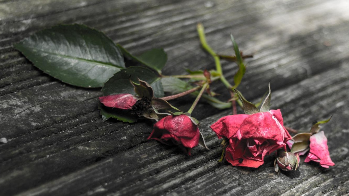 Wilted roses