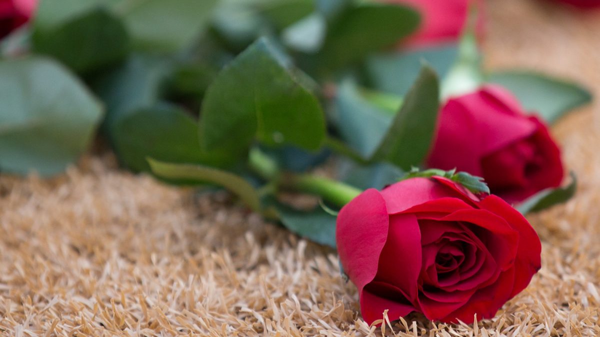 Red roses on ground