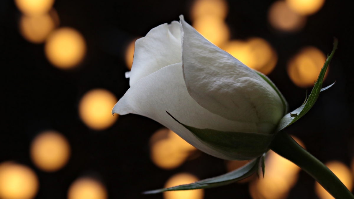 White rose and bright background lights