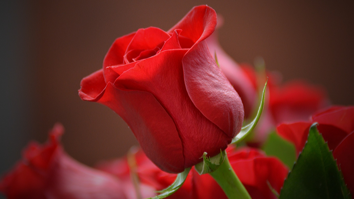 Red rose.