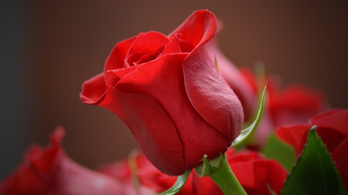 Red rose
