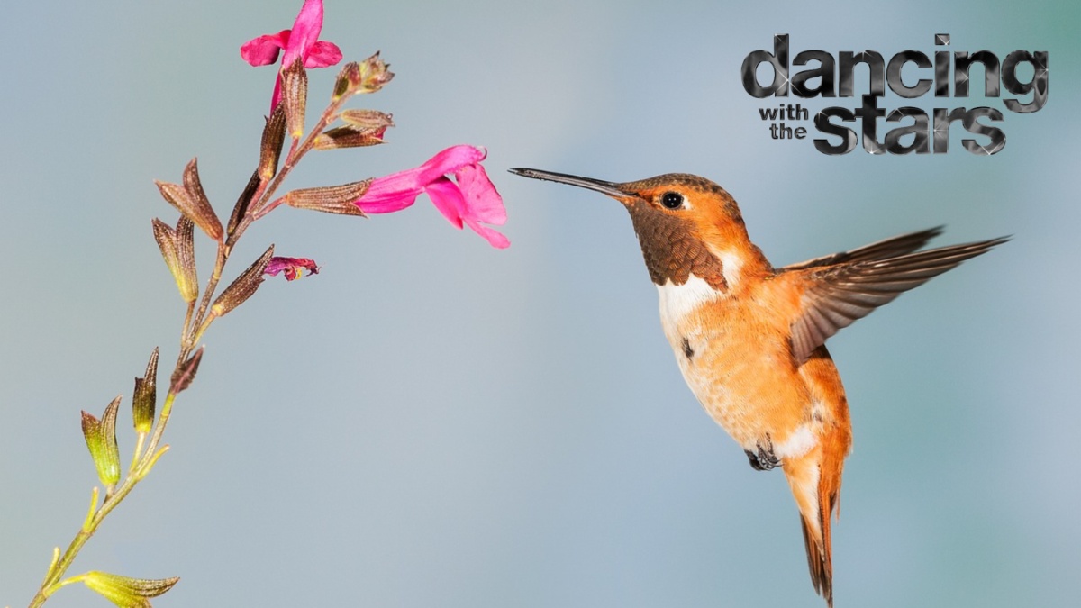A hummingbird.