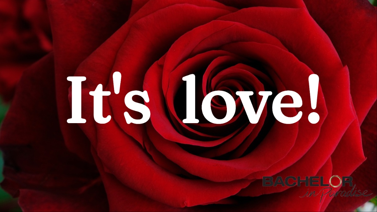 A rose.