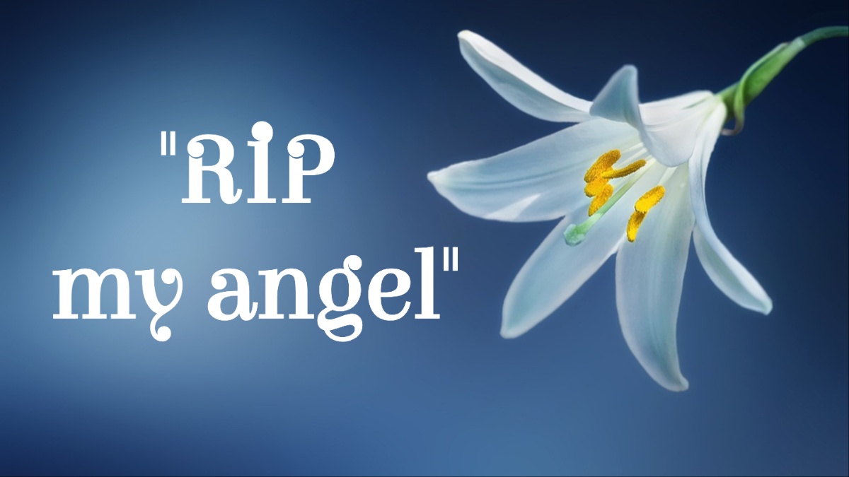 A lily.