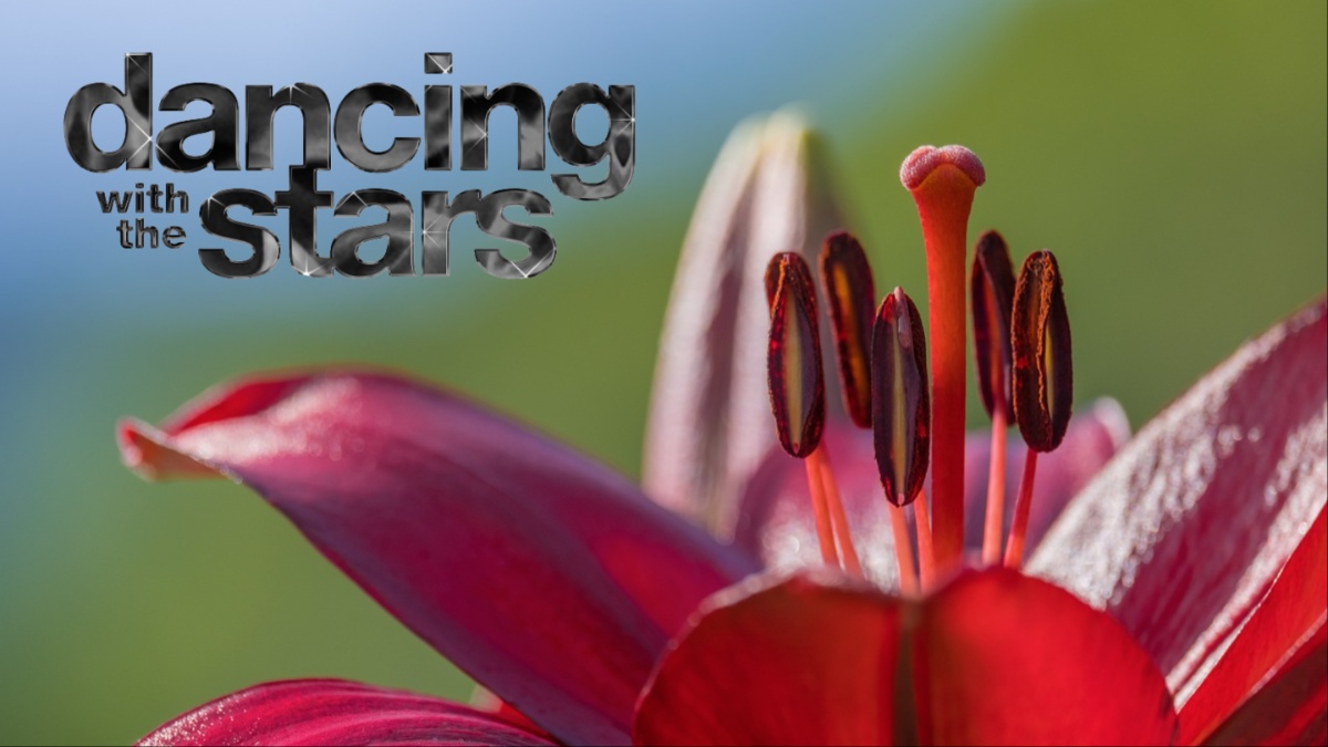 DWTS logo and a lily.