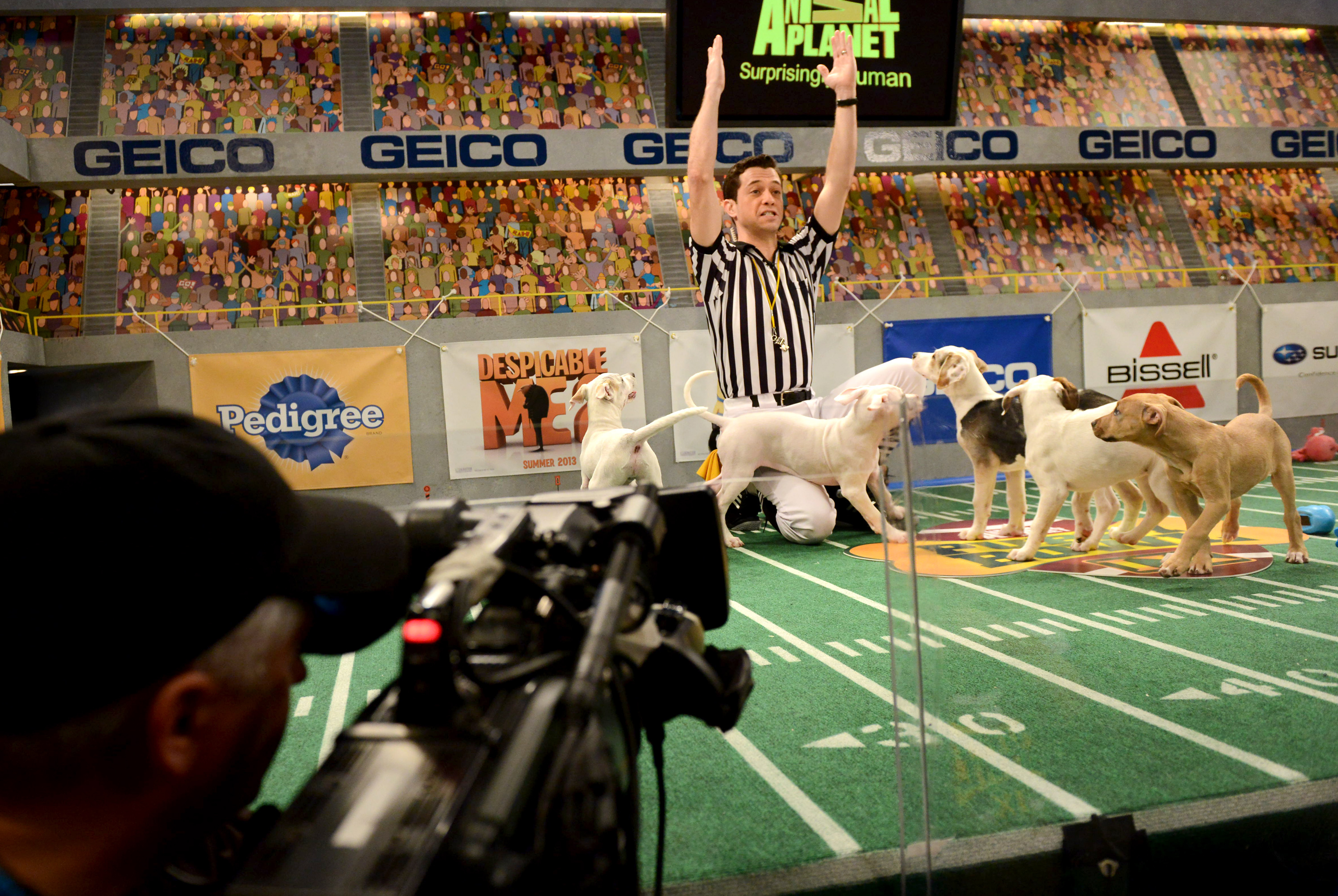 Puppy Bowl