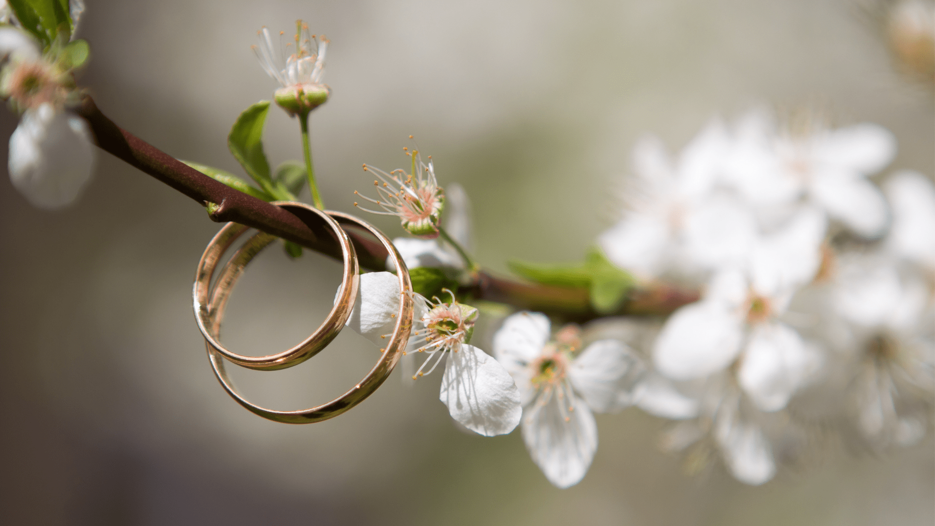 Two wedding rings hanging from a flowering tree branch