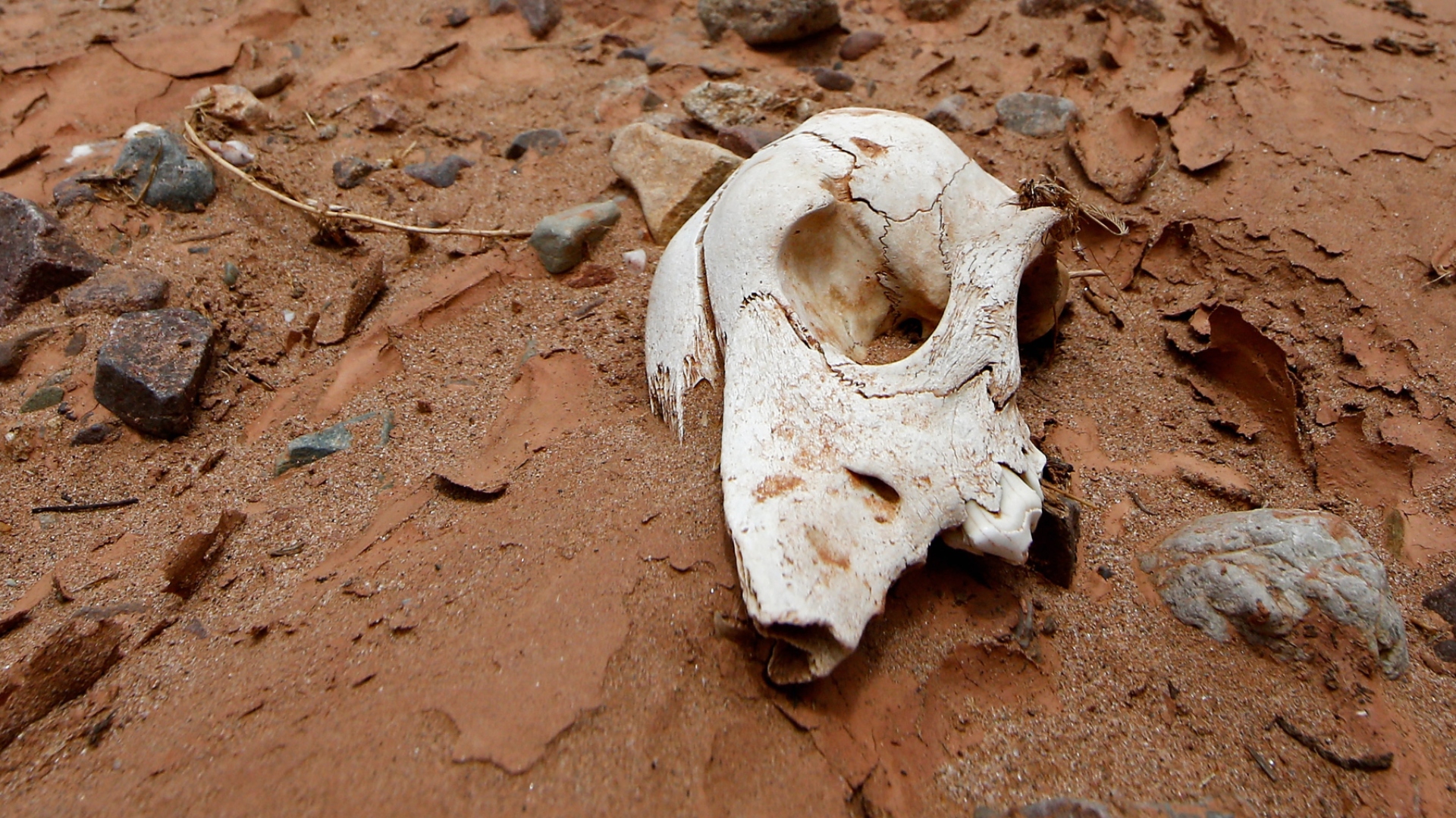 Animal skull in desert
