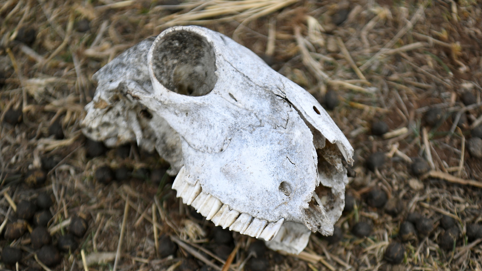Photo of an animal skull